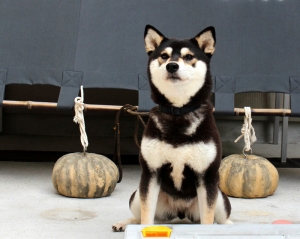 黒柴父犬豹吾 × 黒柴母犬きこ