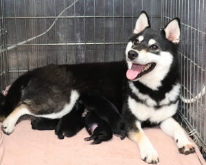 黒柴父犬豹太 × 黒柴母犬ぽたり