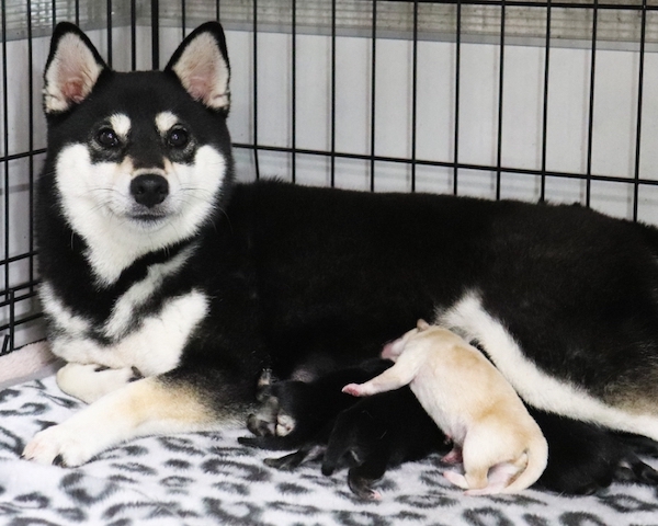 黒柴父犬 豹太 × 黒柴母犬 ぽたり