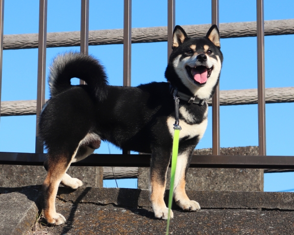 2022年8月8日生まれ　黒柴父犬　殿