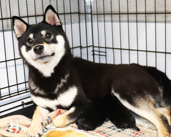 黒柴父犬豹吾 × 黒柴母犬かこ