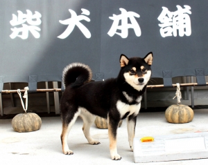 黒柴父犬豹吾 × 黒柴母犬のり
