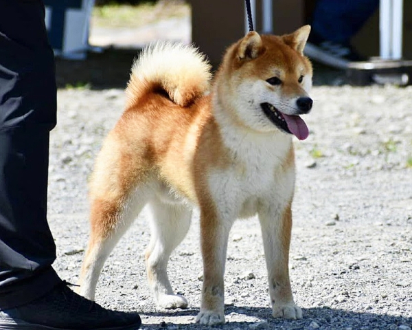 赤柴父犬　天慶